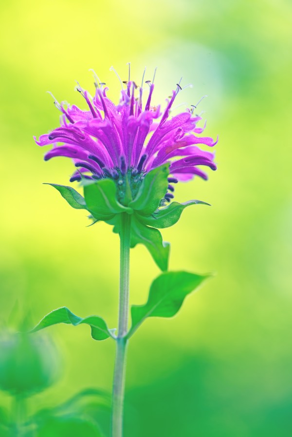 Pink  Monarda 2332 by Matthew Lerman